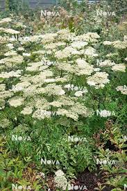 Attēlu rezultāti vaicājumam “Cenolophium denudatum”