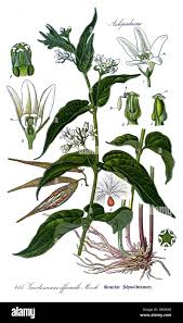 Attēlu rezultāti vaicājumam “Vincetoxicum hirundinaria fruit”