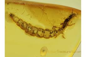 Attēlu rezultāti vaicājumam “Raphidioptera larva”