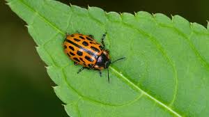 Attēlu rezultāti vaicājumam “Chrysomela vigintipunctata”