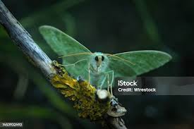 Attēlu rezultāti vaicājumam “Geometra papilionaria”