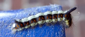 Attēlu rezultāti vaicājumam “Selenia dentaria larva”