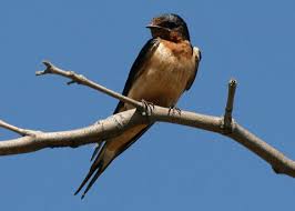 Attēlu rezultāti vaicājumam “Hirundo rustica adult”