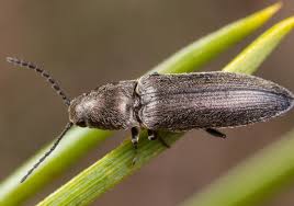 Attēlu rezultāti vaicājumam “Cidnopus aeruginosus”