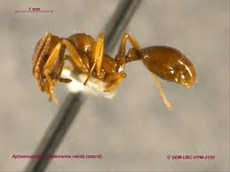 Attēlu rezultāti vaicājumam “Formicidae”