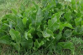 Attēlu rezultāti vaicājumam “Armoracia rusticana”