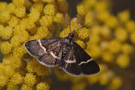 Attēlu rezultāti vaicājumam “Pyrausta cingulata”