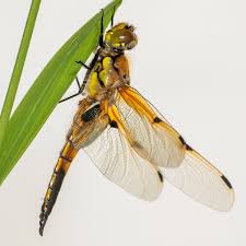 Attēlu rezultāti vaicājumam “Libellula quadrimaculata exuvia”