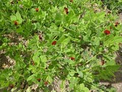 Image result for Lotus tetragonolobus