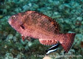 Image result for Calotomus carolinus