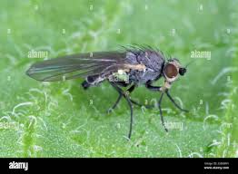 Attēlu rezultāti vaicājumam “Phytomyza minuscula”