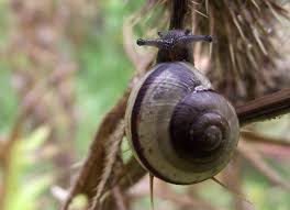 Attēlu rezultāti vaicājumam “Cepaea hortensis”