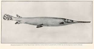 Image result for Lepisosteus osseus