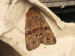 Attēlu rezultāti vaicājumam “Ceramica pisi”