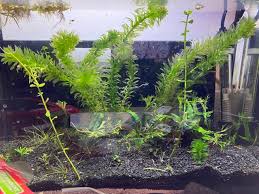 「水蘊草」的圖片搜尋結果