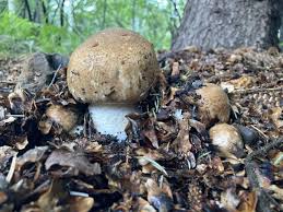 Attēlu rezultāti vaicājumam “Agaricus”