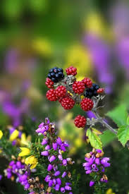 Attēlu rezultāti vaicājumam “Rubus plicatus flower”