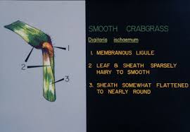 Attēlu rezultāti vaicājumam “Digitaria ischaemum leaf”
