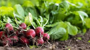 Image result for Raphanus sativus ssp. Oleiformes