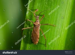 Attēlu rezultāti vaicājumam “Alydus calcaratus”