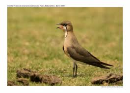 Image result for Glareola maldivarum