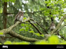 Attēlu rezultāti vaicājumam “Glaucidium passerinum adult”