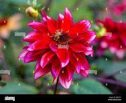 Image result for Dahlia Darkarin`