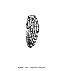 Attēlu rezultāti vaicājumam “Sonchus arvensis subsp. uliginosus fruit”