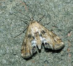 Attēlu rezultāti vaicājumam “Cataclysta lemnata”