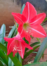 Attēlu rezultāti vaicājumam “Amarillidaceae”