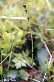 Attēlu rezultāti vaicājumam “Equisetum variegatum”