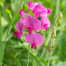 Attēlu rezultāti vaicājumam “Lathyrus latifolius flower”