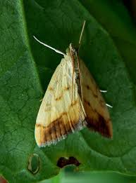 Attēlu rezultāti vaicājumam “Evergestis extimalis”