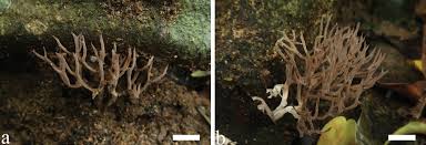 Attēlu rezultāti vaicājumam “Trechispora mollusca”