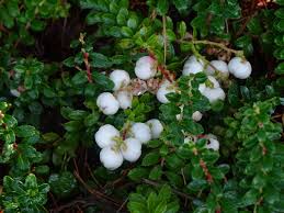 Attēlu rezultāti vaicājumam “Gaultheria cuneata”