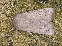 Attēlu rezultāti vaicājumam “Orthosia gracilis”