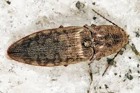 Attēlu rezultāti vaicājumam “Actenicerus sjaelandicus”