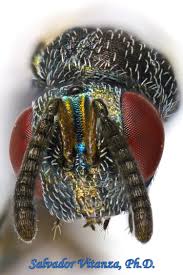 Attēlu rezultāti vaicājumam “Torymidae”