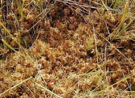 Attēlu rezultāti vaicājumam “Sphagnum fuscum”