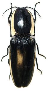 Attēlu rezultāti vaicājumam “Elateridae”