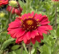 Image result for Gaillardia `Kobold`