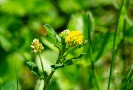 Attēlu rezultāti vaicājumam “Medicago lupulina flower”