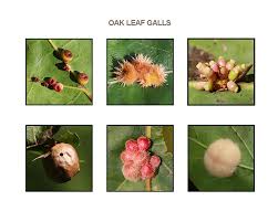 Attēlu rezultāti vaicājumam “gall”