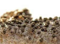 Attēlu rezultāti vaicājumam “Anthostoma decipiens”