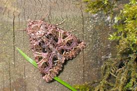 Attēlu rezultāti vaicājumam “Hadena rivularis”