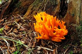 Attēlu rezultāti vaicājumam “Calocera viscosa”