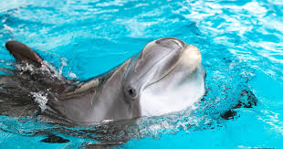 Image result for Dolphin Sub Aqua