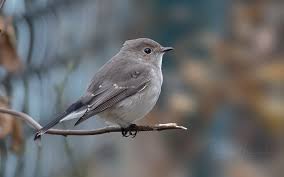 Image result for Ficedula albicilla