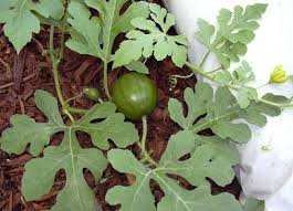 Attēlu rezultāti vaicājumam “Citrullus lanatus leaf”