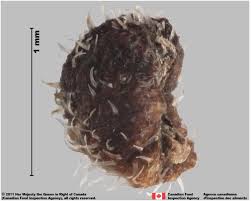 Attēlu rezultāti vaicājumam “Galium boreale fruit”